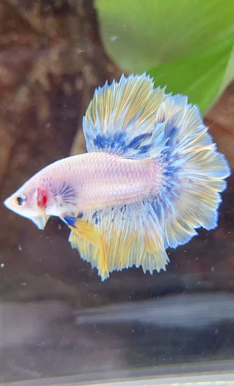 HALFMOON ROSETAIL YELLOW BLUE PATTERN BETTA FISH