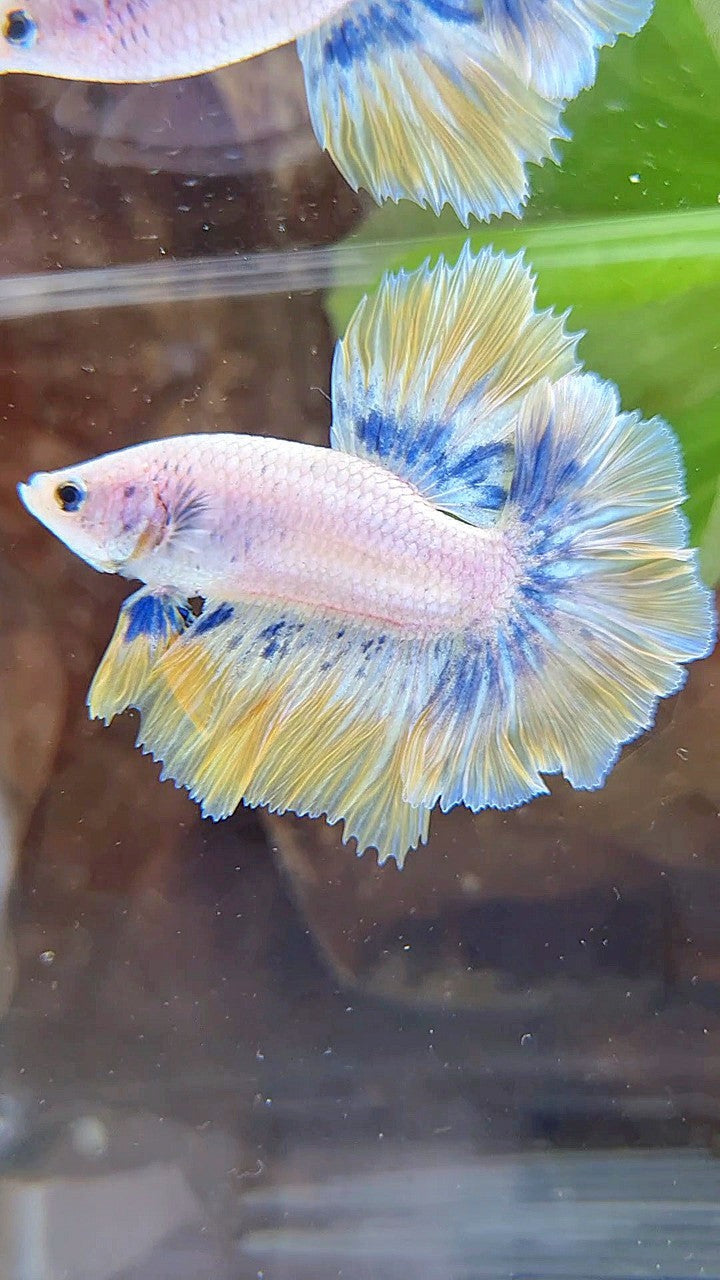 HALFMOON ROSETAIL YELLOW BLUE PATTERN BETTA FISH