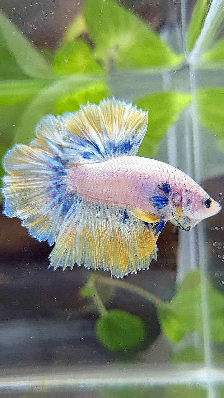 HALFMOON ROSETAIL YELLOW BLUE PATTERN BETTA FISH