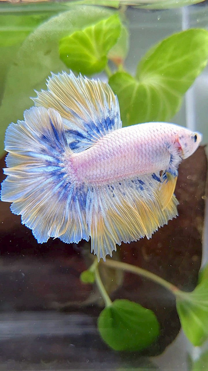 HALFMOON ROSETAIL YELLOW BLUE PATTERN BETTA FISH