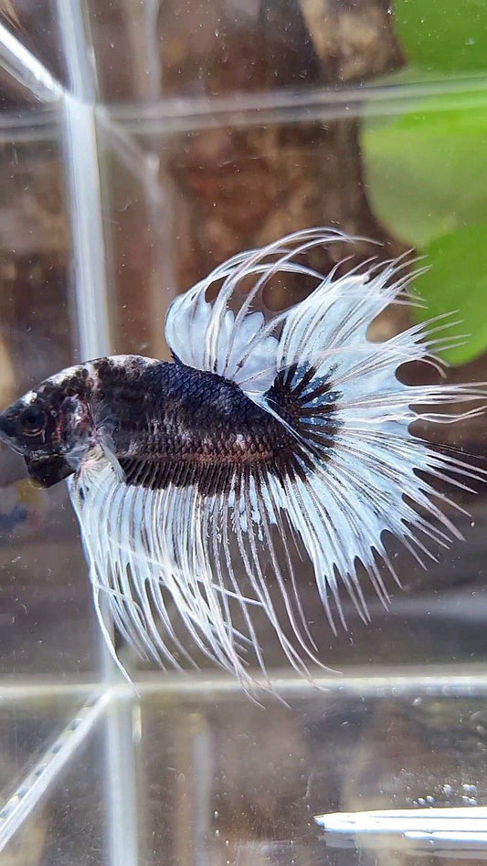 CROWNTAIL BLACK BUTTERFLY PATTERN BETTA FISH