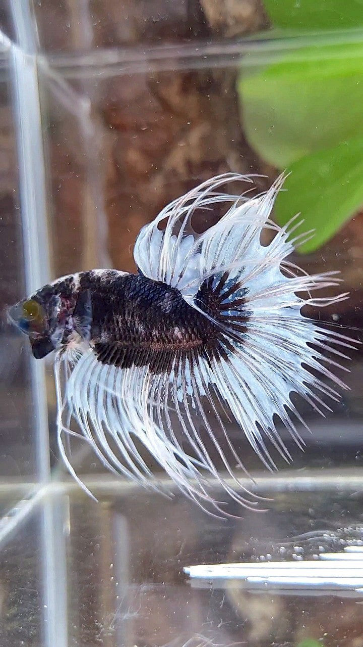 CROWNTAIL BLACK BUTTERFLY PATTERN BETTA FISH