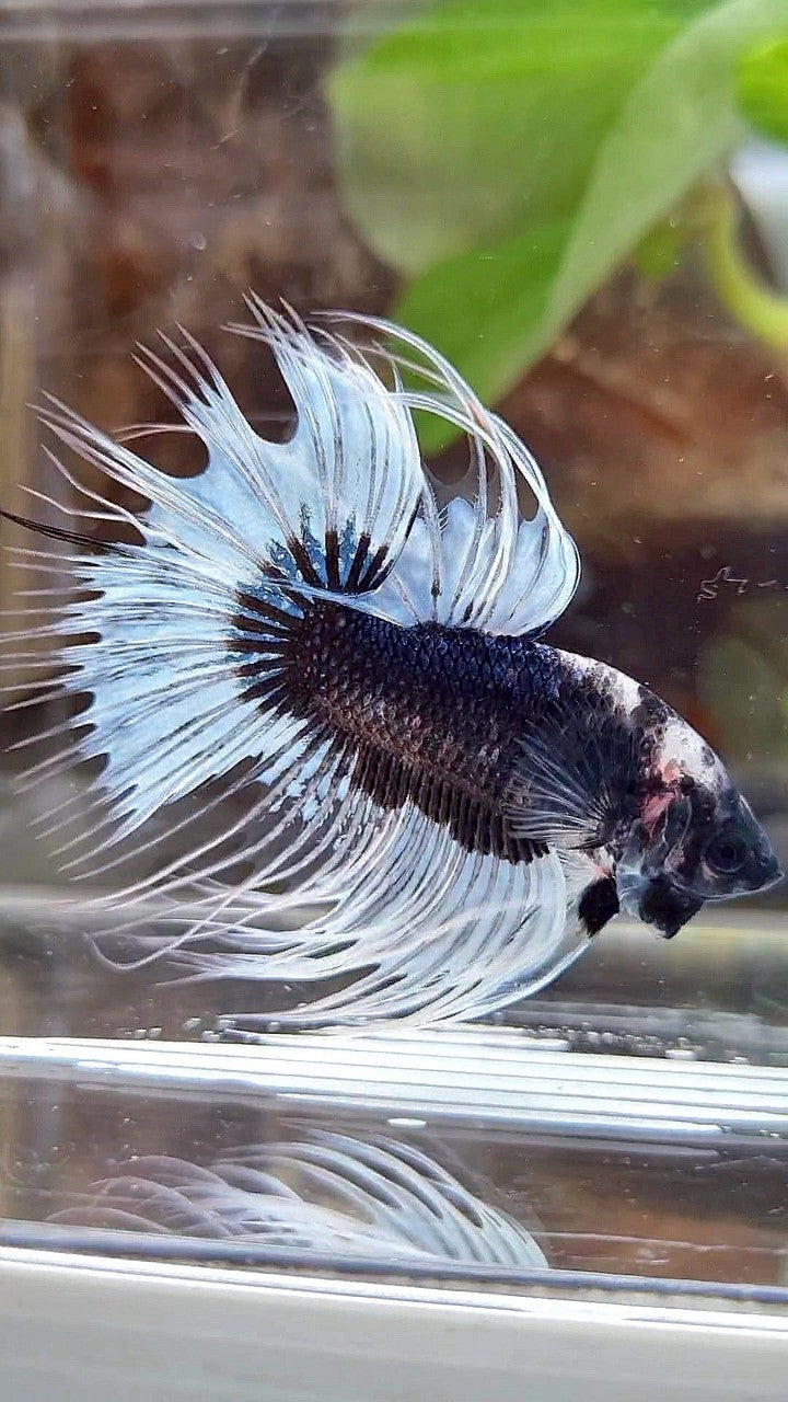 CROWNTAIL BLACK BUTTERFLY PATTERN BETTA FISH