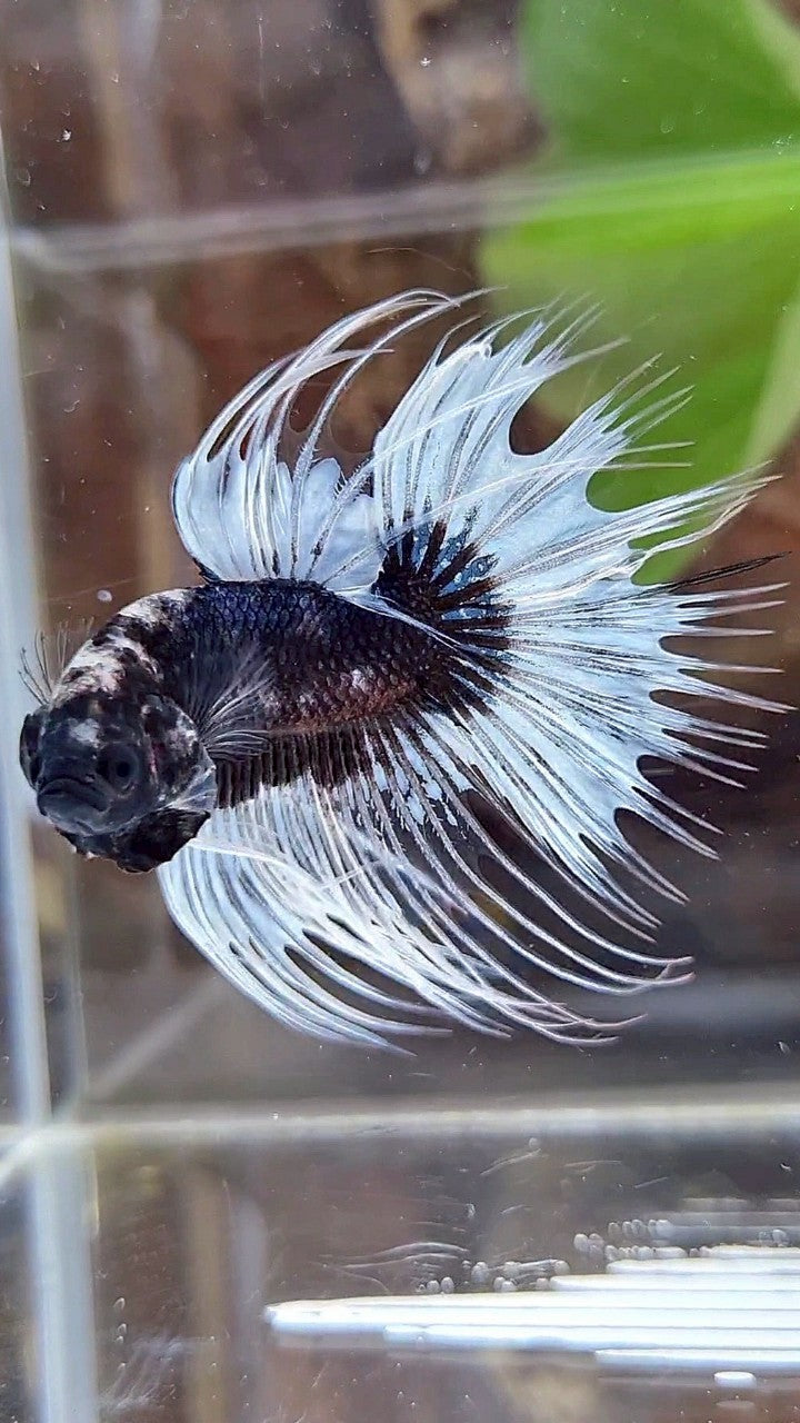 CROWNTAIL BLACK BUTTERFLY PATTERN BETTA FISH