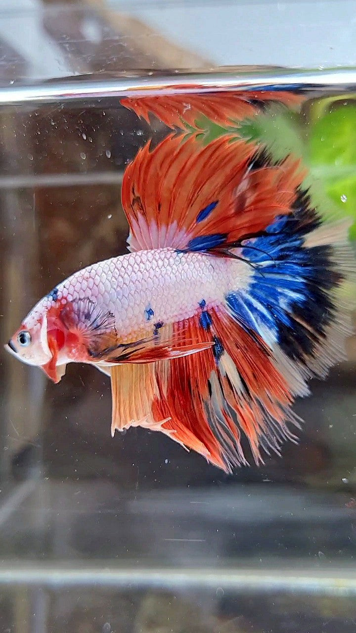 HALFMOON ROSETAIL WHITE ORANGE FANCY CANDY MULTICOLOR BETTA FISH