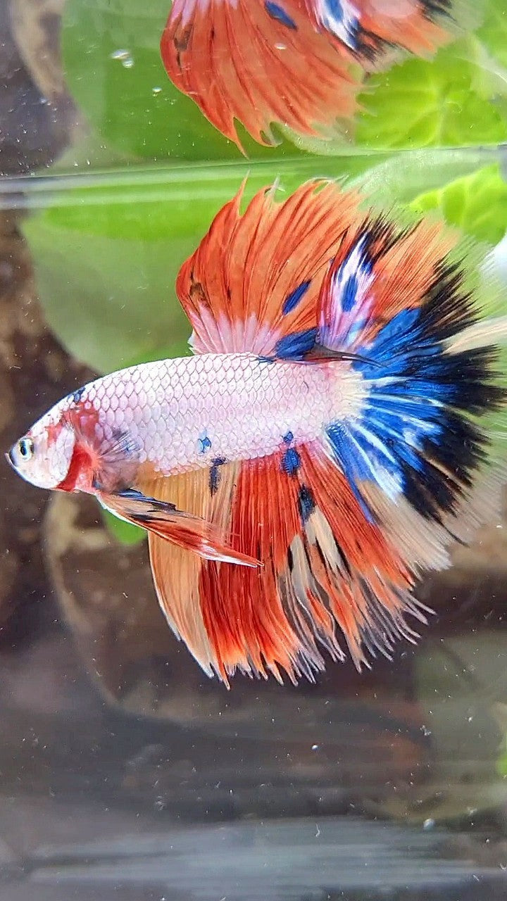 HALFMOON ROSETAIL WHITE ORANGE FANCY CANDY MULTICOLOR BETTA FISH