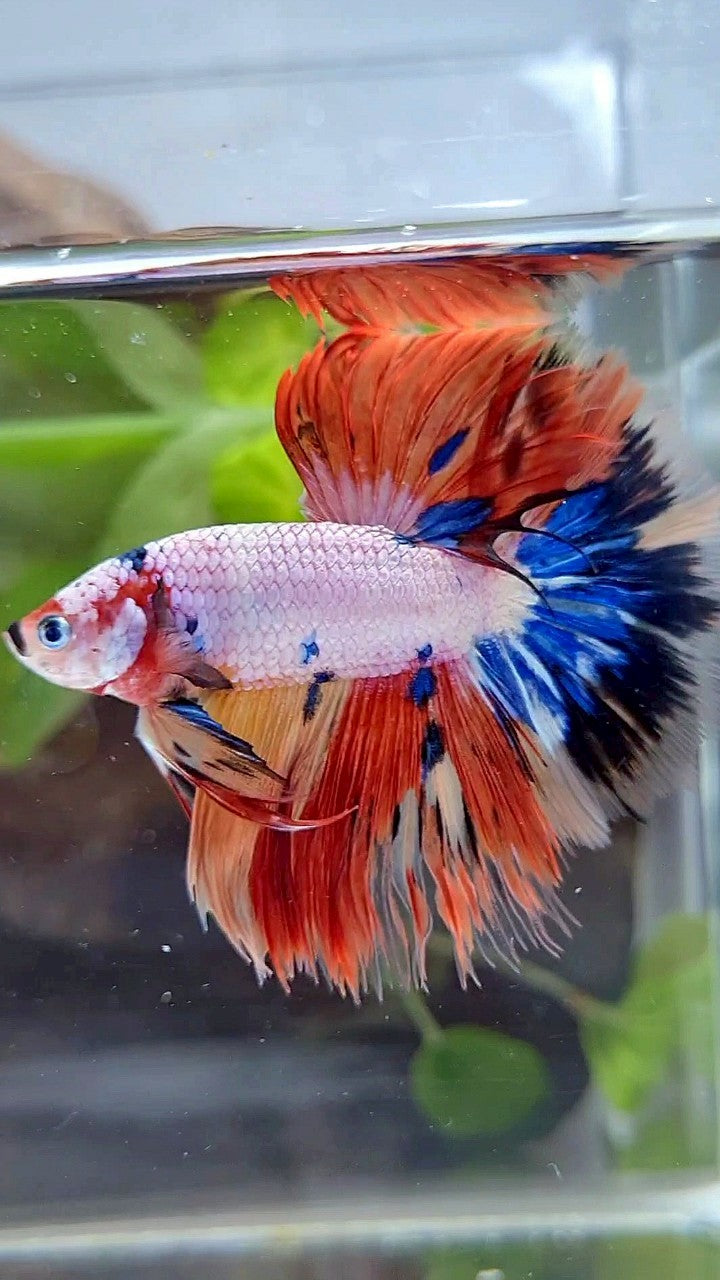 HALFMOON ROSETAIL WHITE ORANGE FANCY CANDY MULTICOLOR BETTA FISH