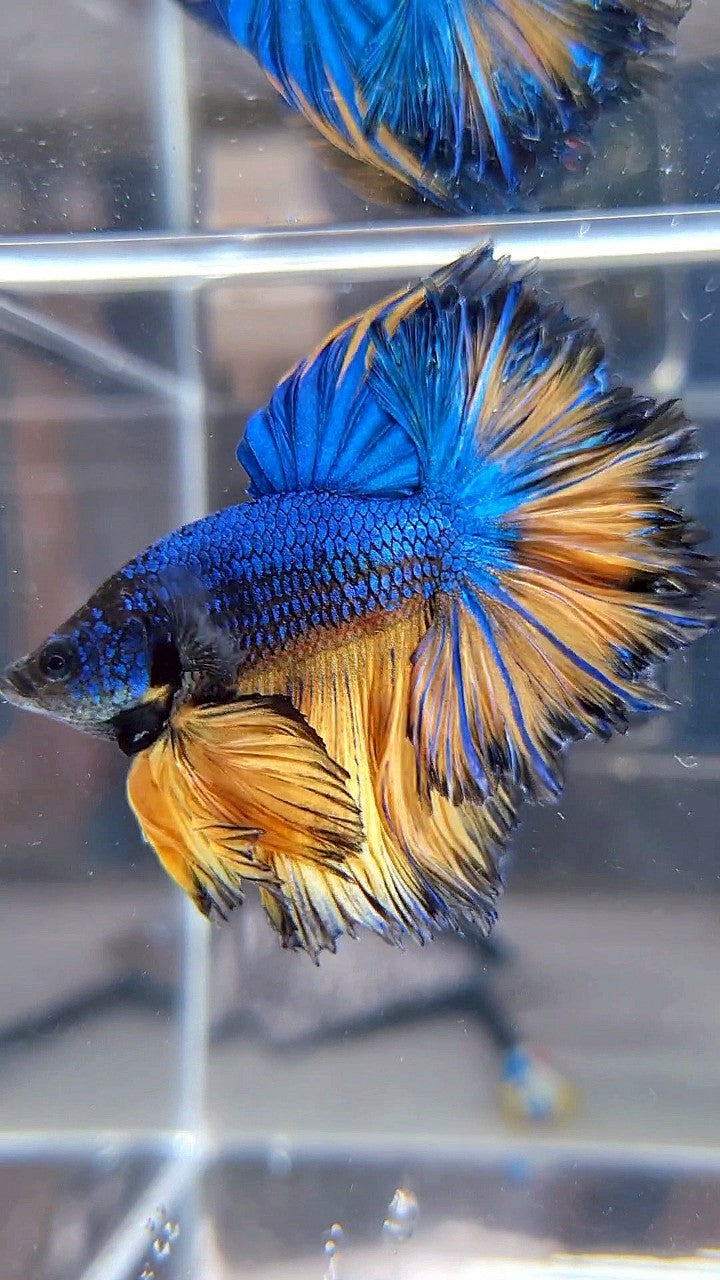LUXURY HALFMOON SUPER FEATHER TAIL BLUE YELLOW MUSTARD GAS BETTA FISH