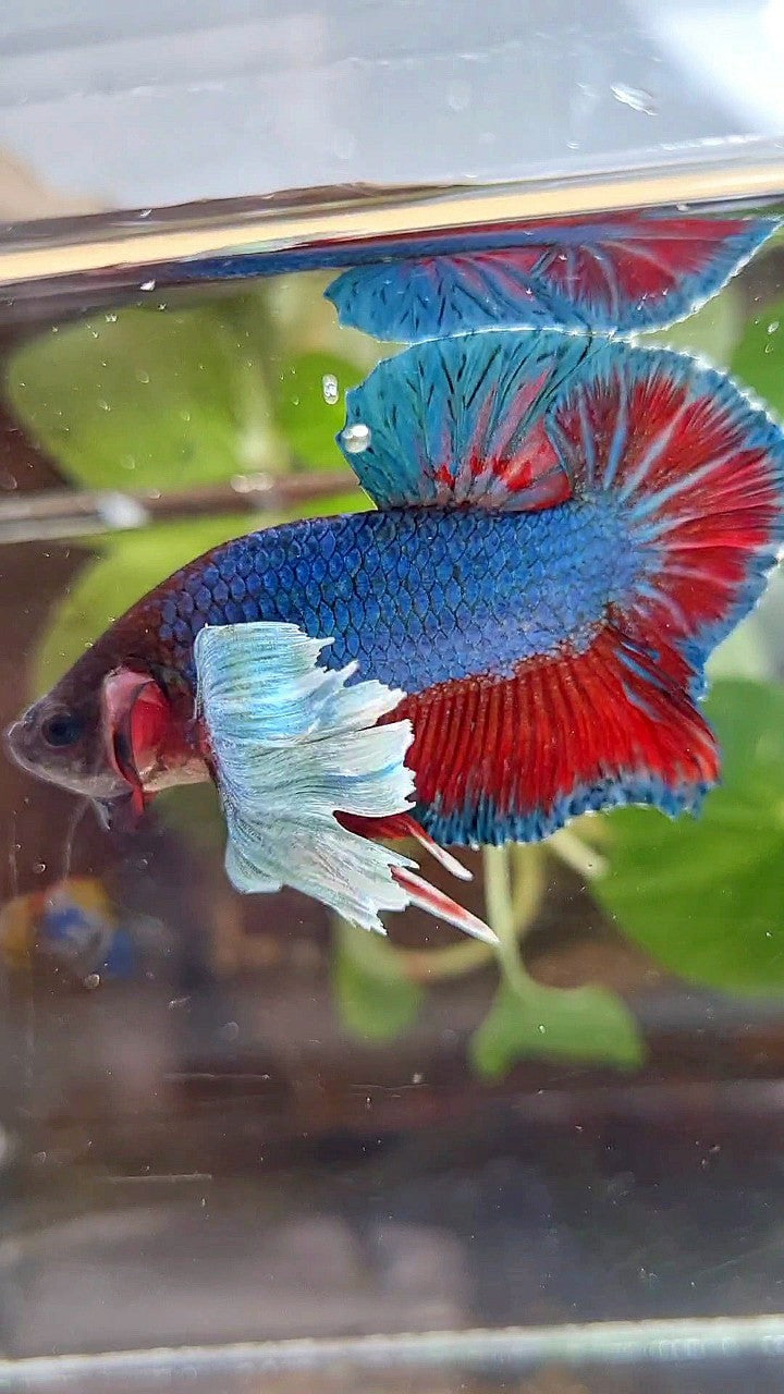 PLAKAT DUMBO EAR BLUE GREEN RED TURQUOISE BETTA FISH