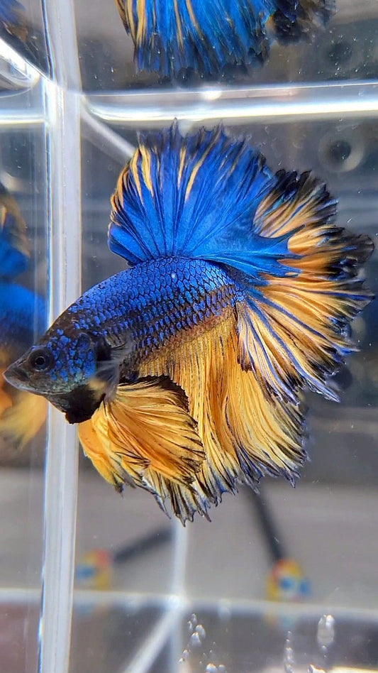 LUXURY HALFMOON SUPER FEATHER TAIL BLUE YELLOW MUSTARD GAS BETTA FISH