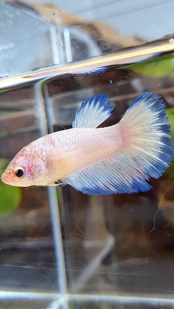 FEMALE XL HALFMOON WHITE SCALE BLUE BANDING BETTA FISH