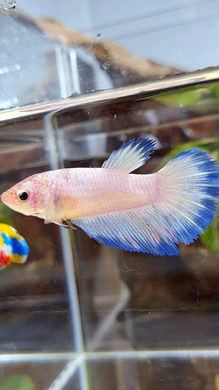 FEMALE XL HALFMOON WHITE SCALE BLUE BANDING BETTA FISH