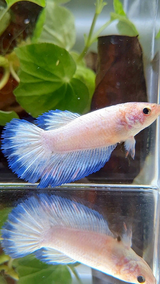 FEMALE XL HALFMOON WHITE SCALE BLUE BANDING BETTA FISH