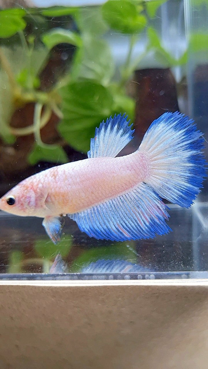 FEMALE XL HALFMOON WHITE SCALE BLUE BANDING BETTA FISH
