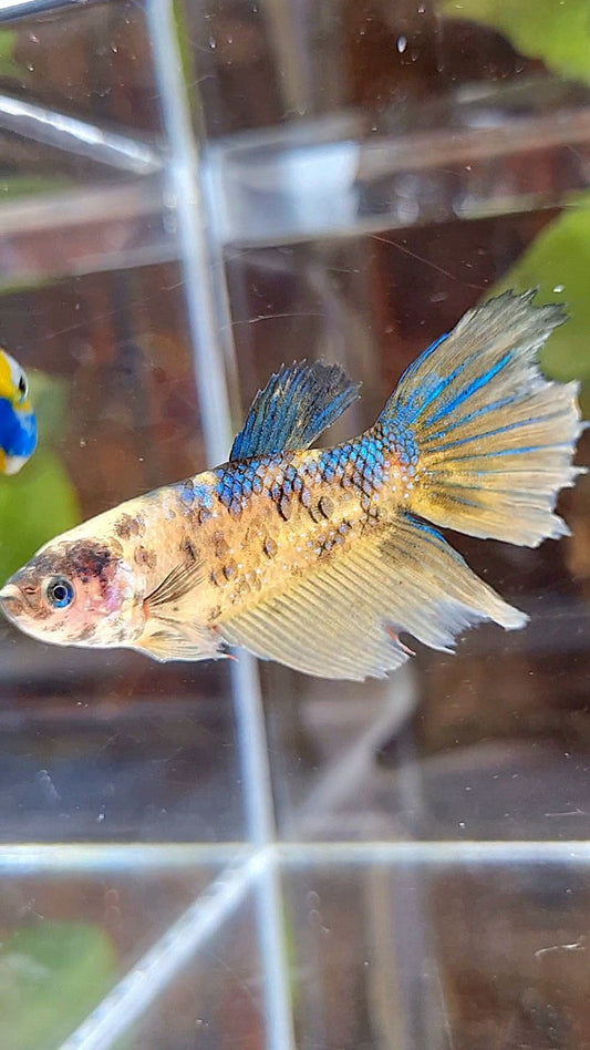FEMALE XL HALFMOON YELLOW KOI TIGER MULTICOLOR BETTA FISH