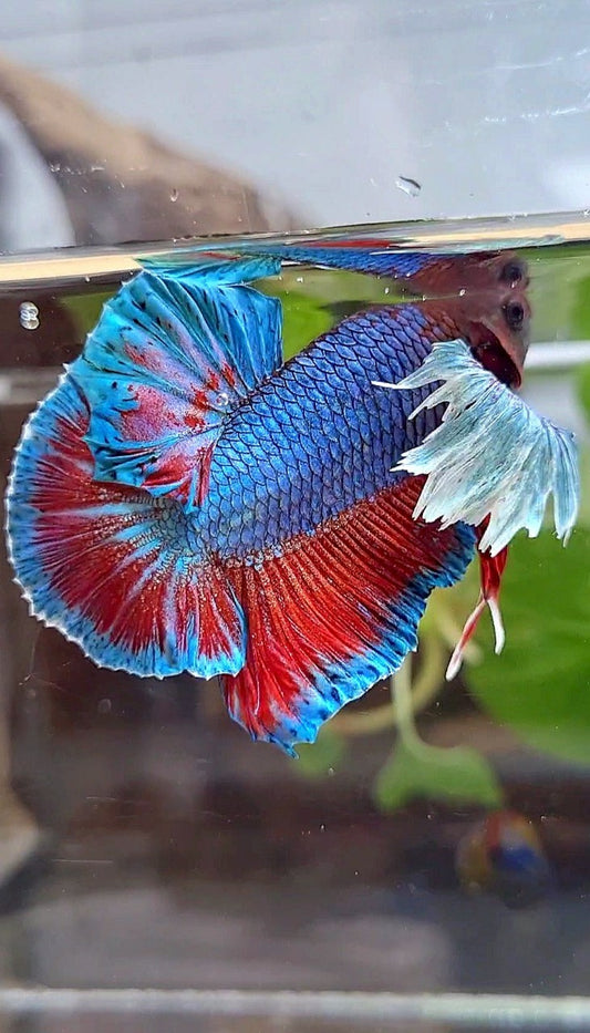 PLAKAT DUMBO EAR BLUE GREEN RED TURQUOISE BETTA FISH