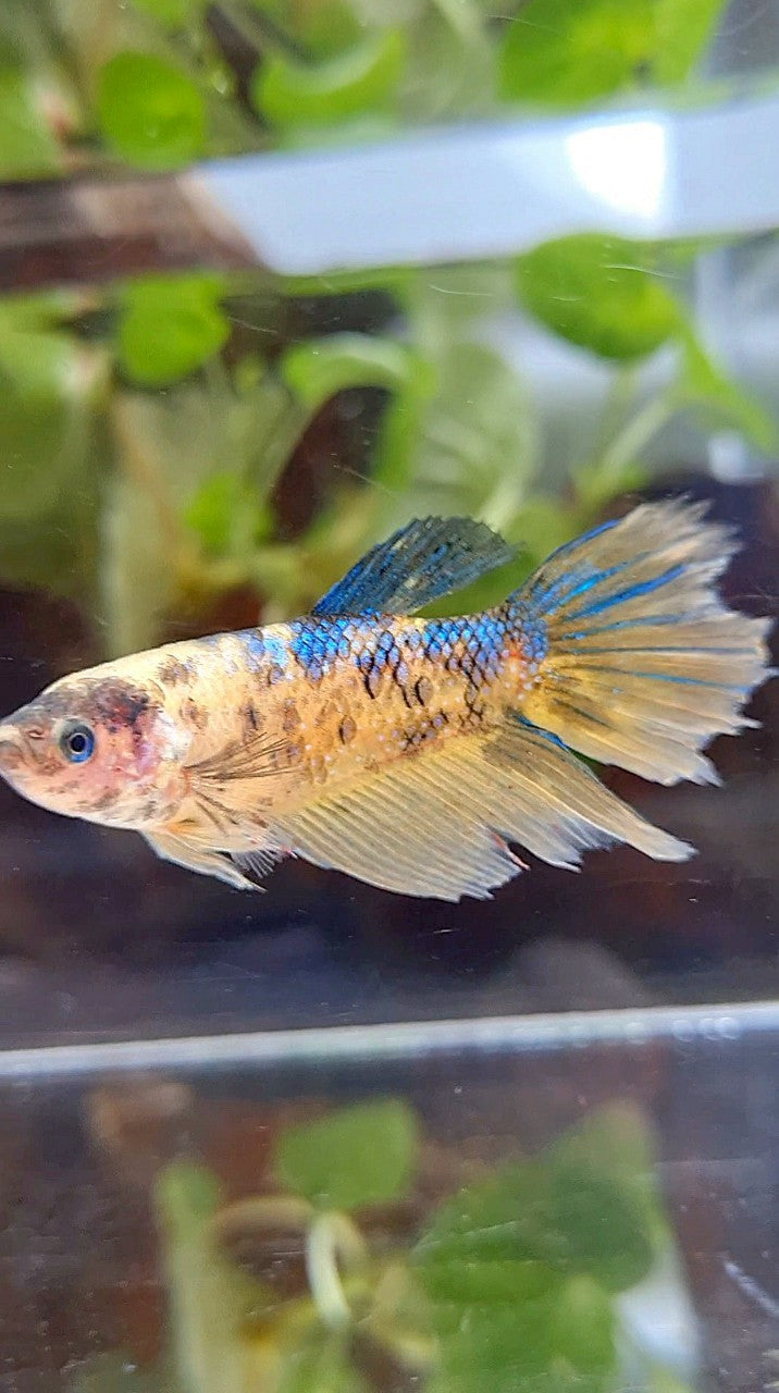 FEMALE XL HALFMOON YELLOW KOI TIGER MULTICOLOR BETTA FISH