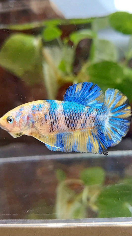 FEMALE PLAKAT YELLOW METTALIC BLUE MULTICOLOR BETTA FISH