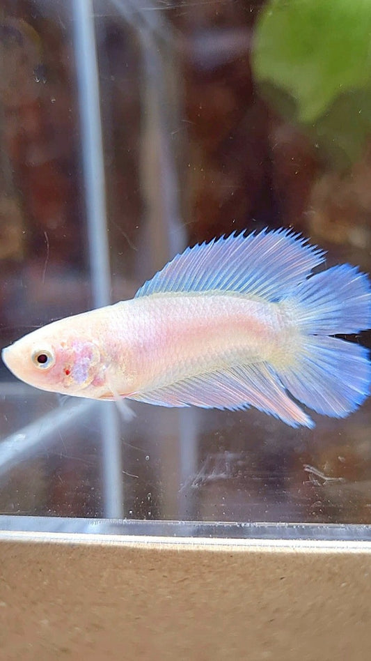 FEMALE HALFMOON DOUBLE TAIL PINK BETTA FISH