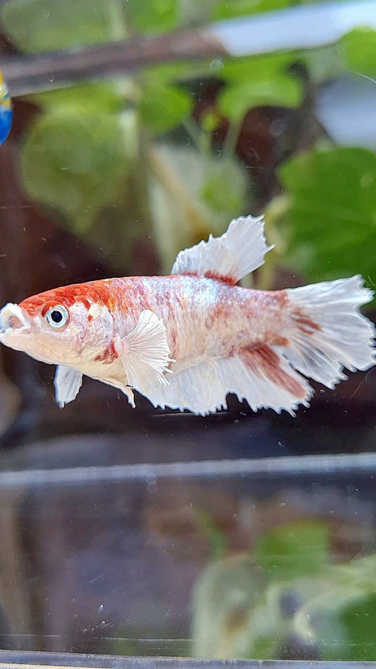 FEMALE HALFMOON DUMBO EAR WHITE FANCY RED WASH BETTA FISH