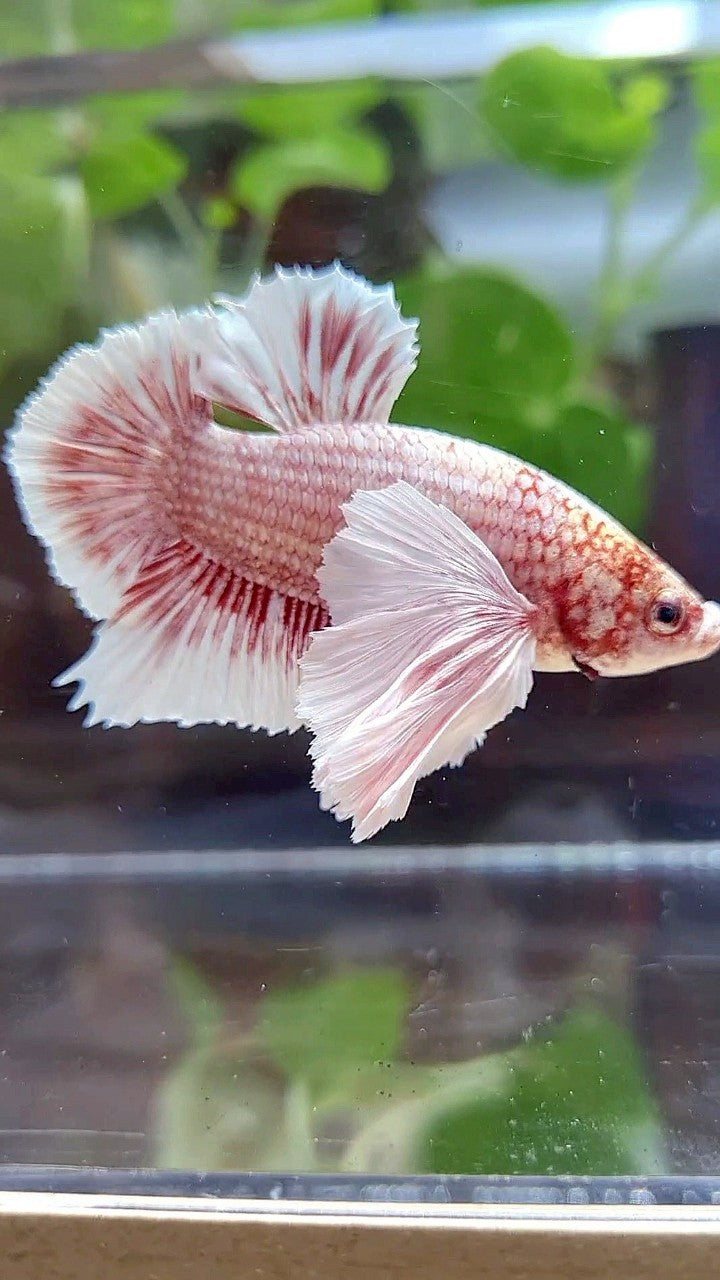 PLAKAT SUPER DUMBO EAR WHITE ROSEGOLD BETTA FISH