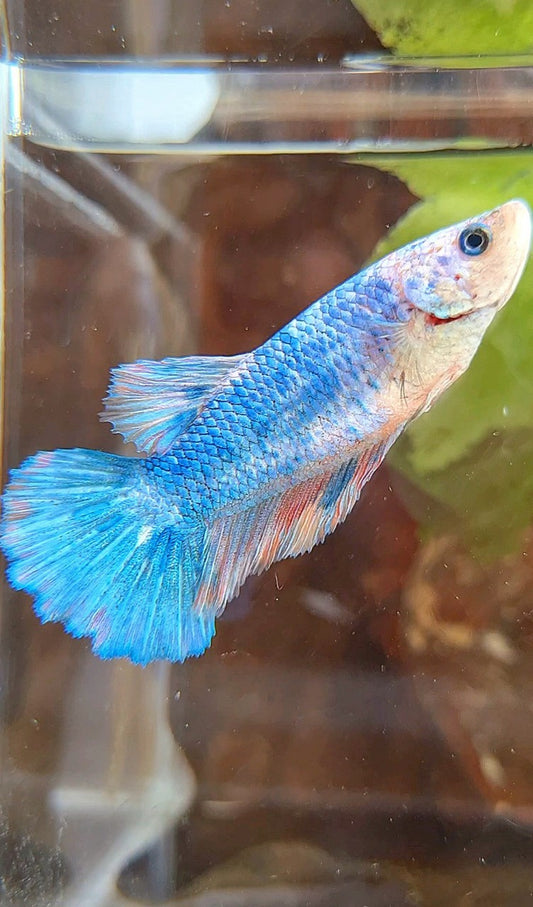 FEMALE HALFMOON FANCY MULTICOLOR BETTA FISH