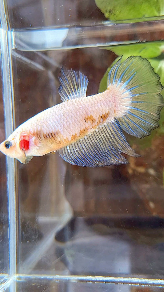 FEMALE XL HALFMOON WHITE SCALE BETTA FISH