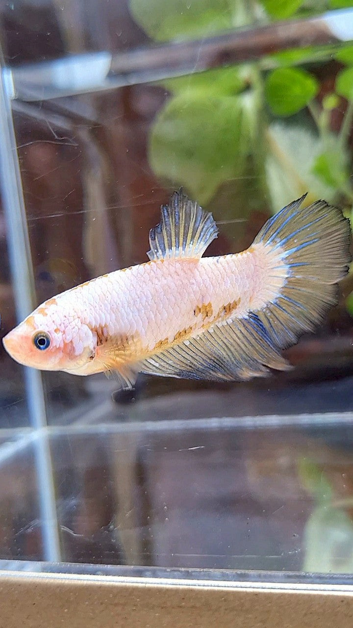 FEMALE XL HALFMOON WHITE SCALE BETTA FISH