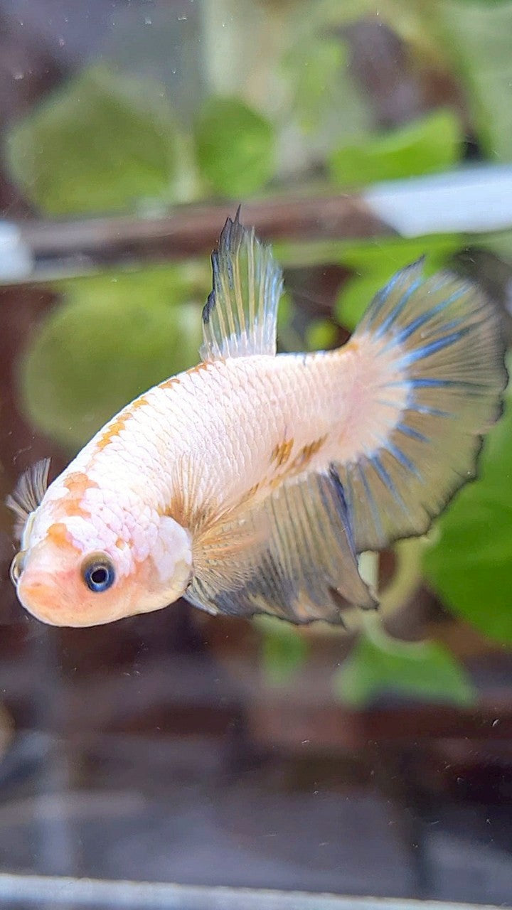 FEMALE XL HALFMOON WHITE SCALE BETTA FISH