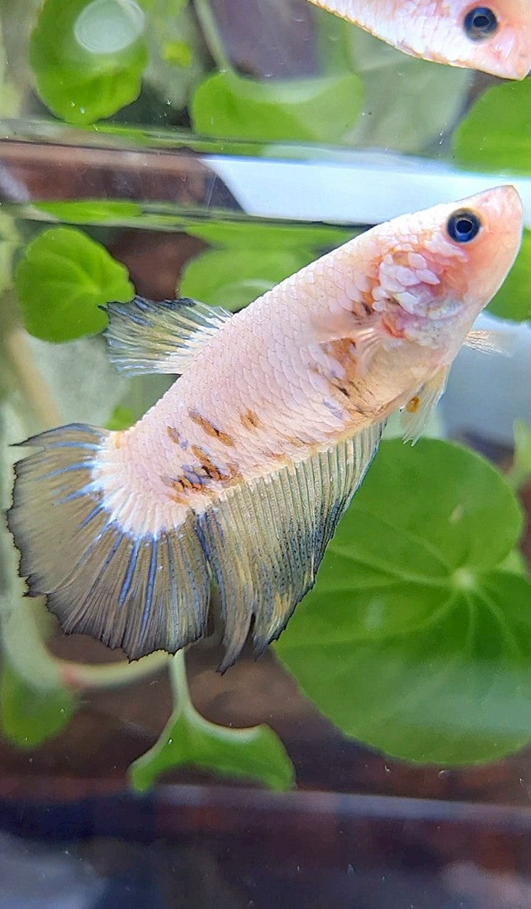FEMALE XL HALFMOON WHITE SCALE BETTA FISH