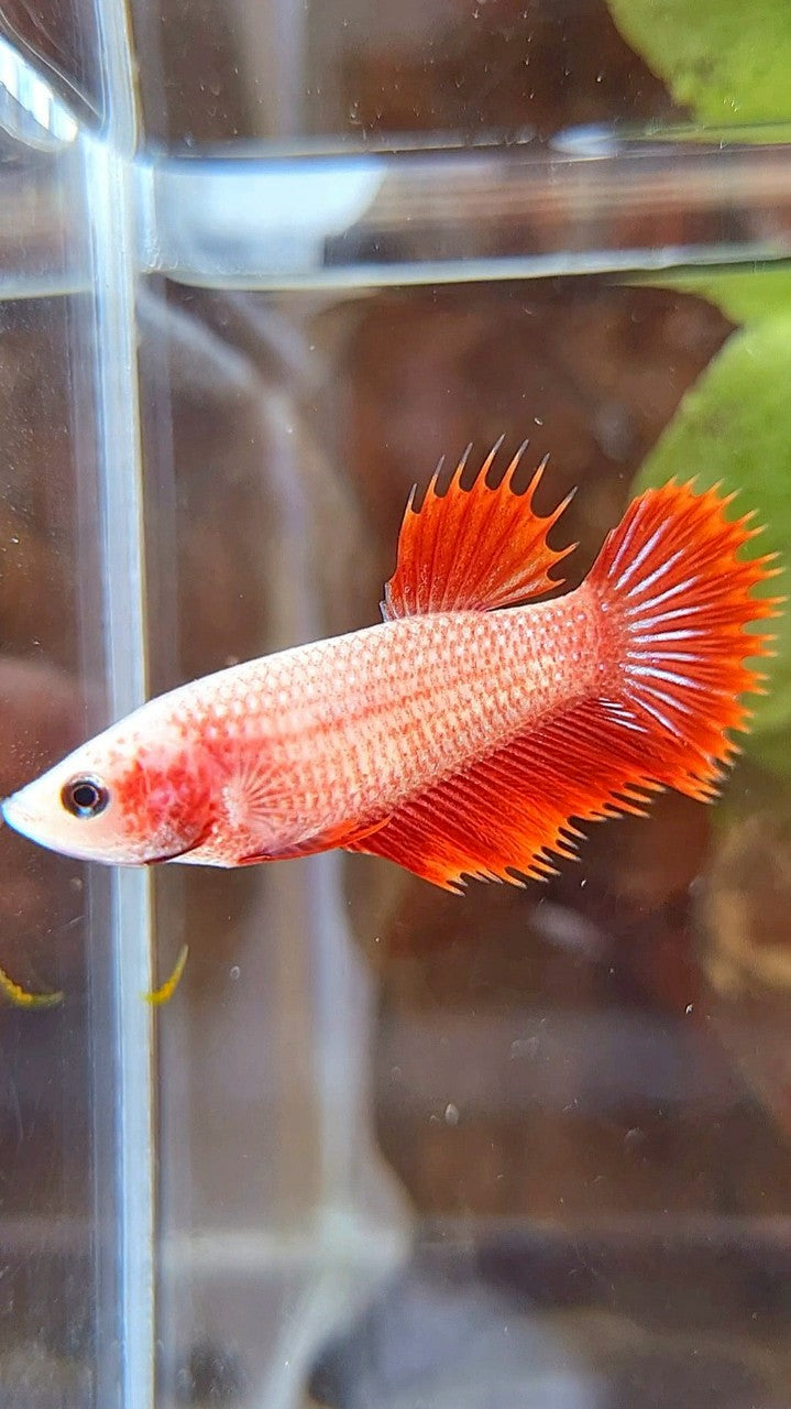 FEMALE CROWNTAIL RED FANCY BETTA FISH
