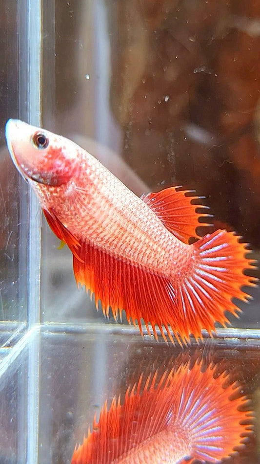 FEMALE CROWNTAIL RED FANCY BETTA FISH