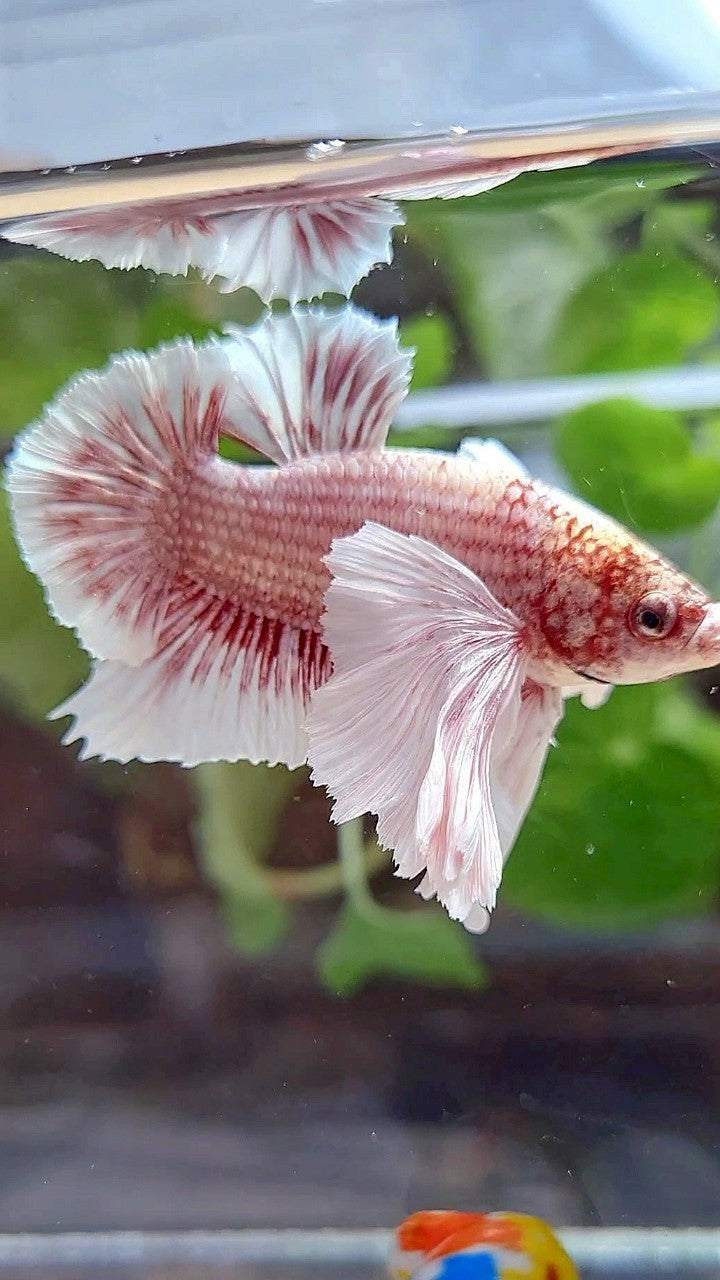 PLAKAT SUPER DUMBO EAR WHITE ROSEGOLD BETTA FISH