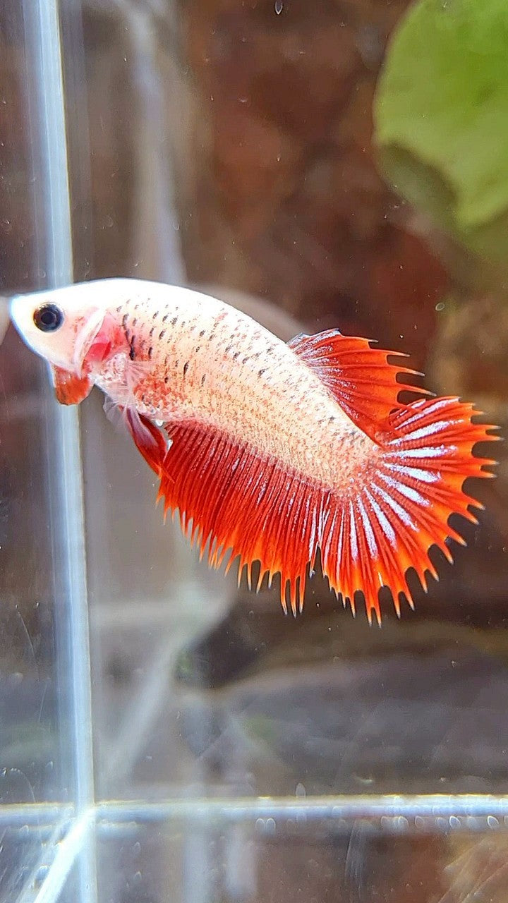 FEMALE CROWNTAIL RED FANCY BETTA FISH