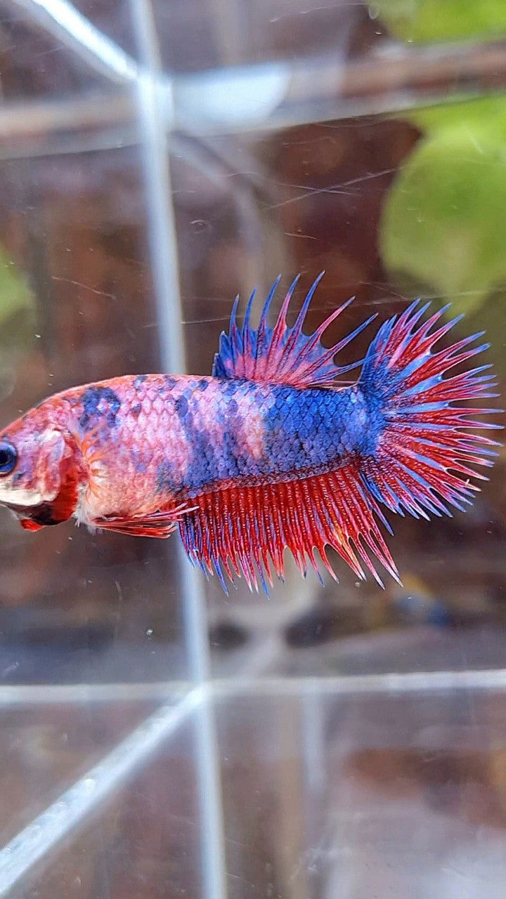 FEMALE CROWNTAIL PURPLE FANCY MUTLICOLOR BETTA FISH