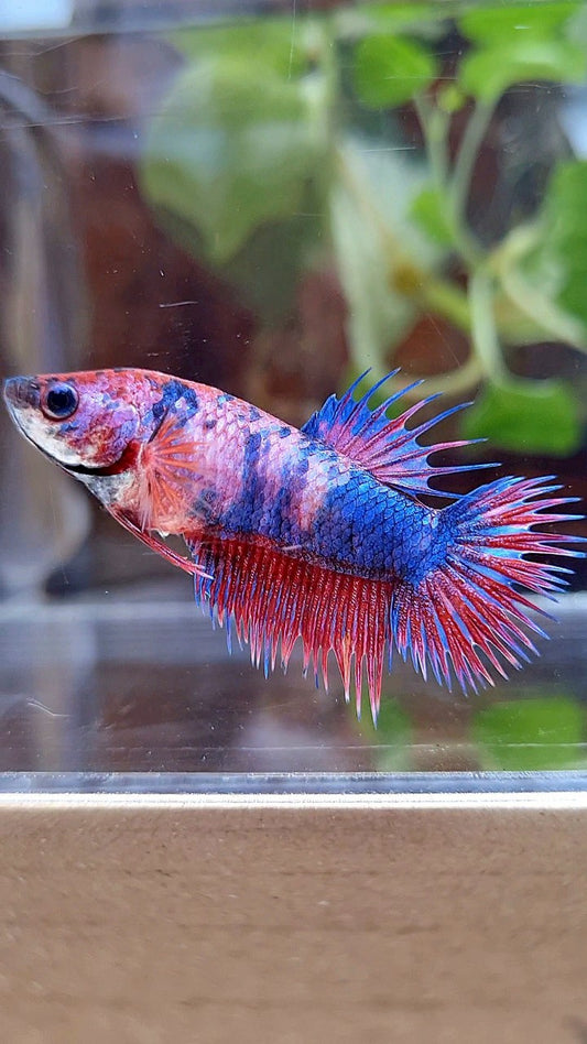 FEMALE CROWNTAIL PURPLE FANCY MUTLICOLOR BETTA FISH