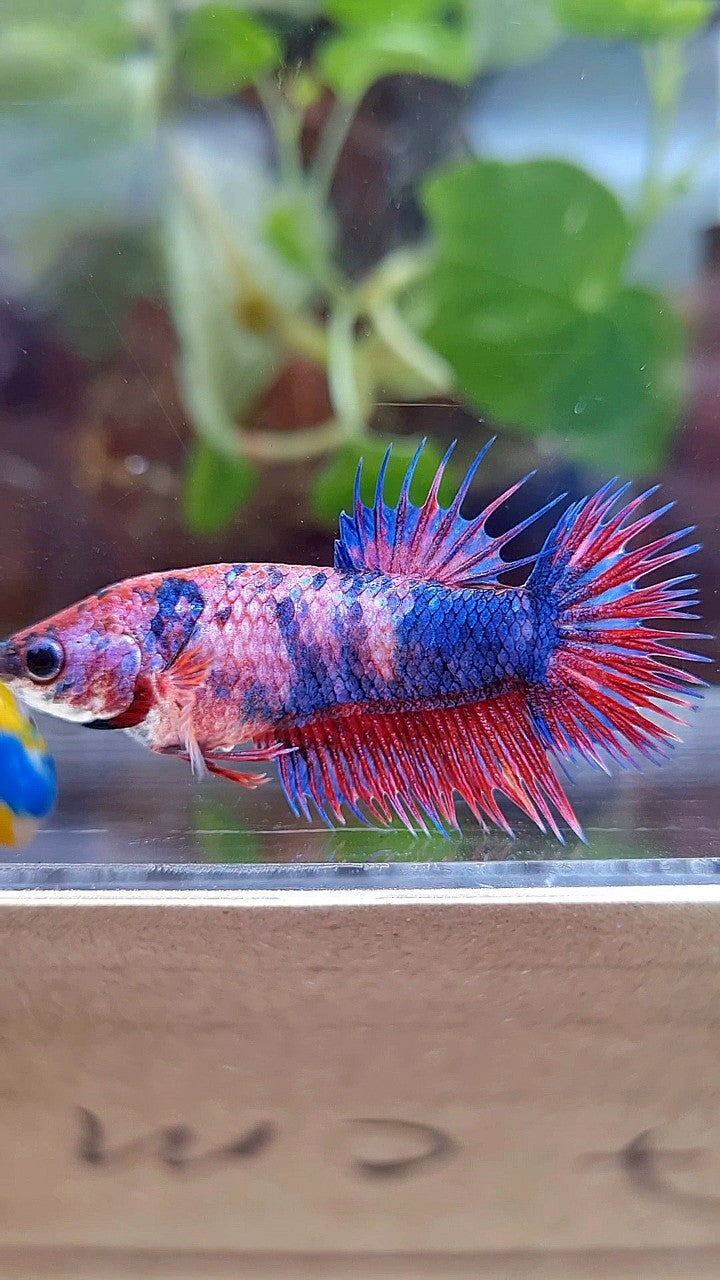 FEMALE CROWNTAIL PURPLE FANCY MUTLICOLOR BETTA FISH