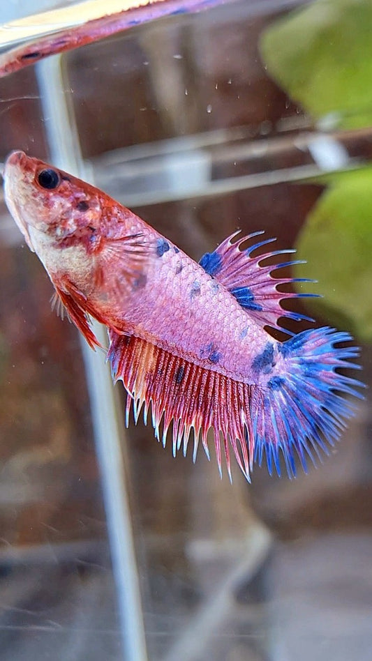 FEMALE CROWNTAIL PURPLE FANCY MUTLICOLOR BETTA FISH