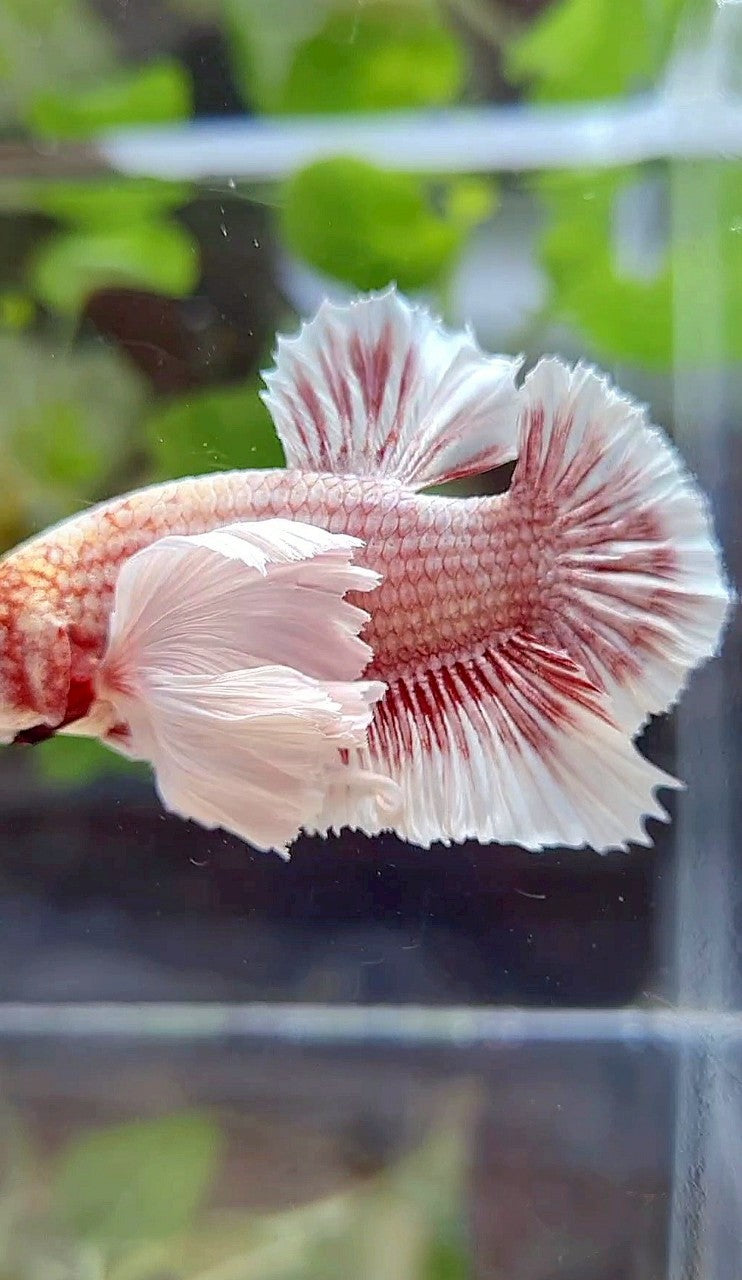 PLAKAT SUPER DUMBO EAR WHITE ROSEGOLD BETTA FISH
