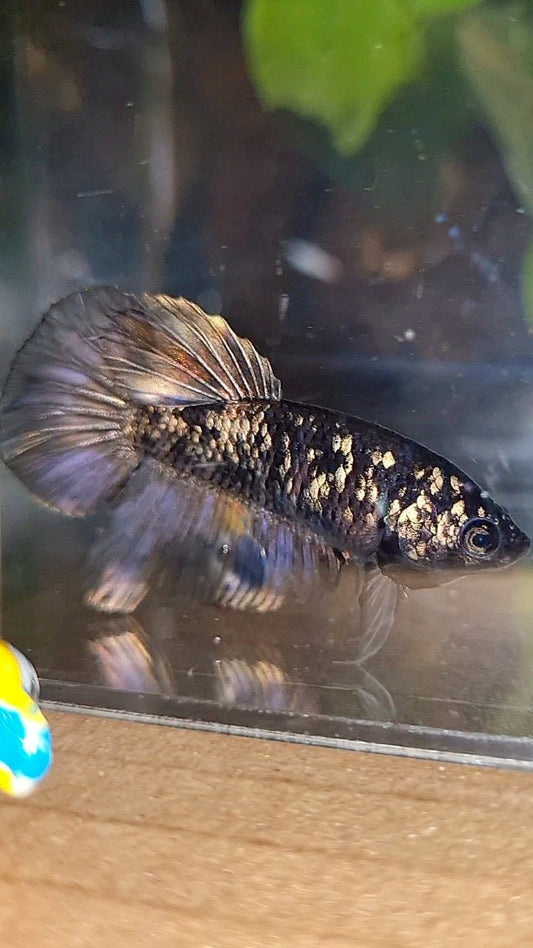 FEMALE HALFMOON BLACK GALAXY AVATAR COPPER BETTA FISH