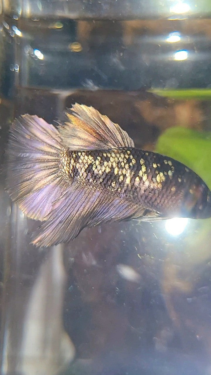 FEMALE HALFMOON BLACK GALAXY AVATAR COPPER BETTA FISH