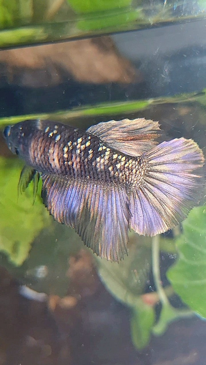 FEMALE HALFMOON BLACK GALAXY AVATAR COPPER BETTA FISH