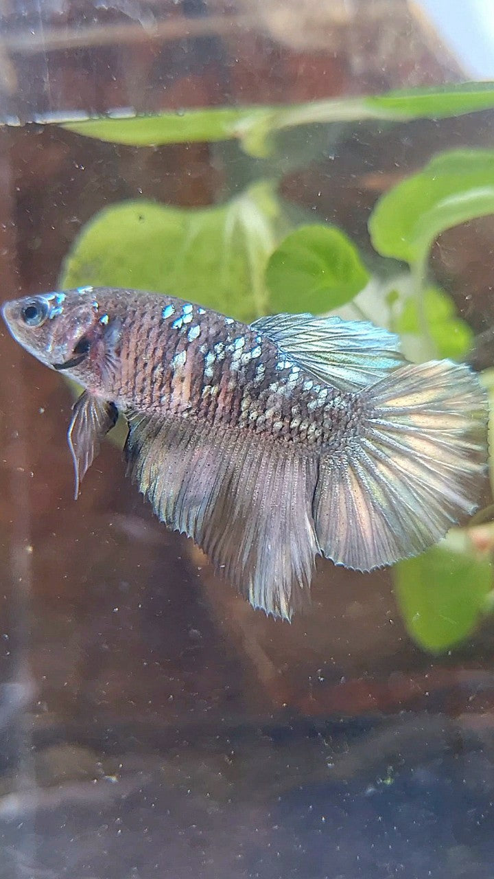 FEMALE HALFMOON BLACK GALAXY AVATAR COPPER BETTA FISH