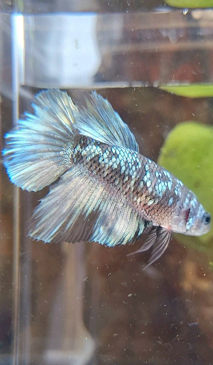 FEMALE HALFMOON BLACK GALAXY AVATAR COPPER BETTA FISH