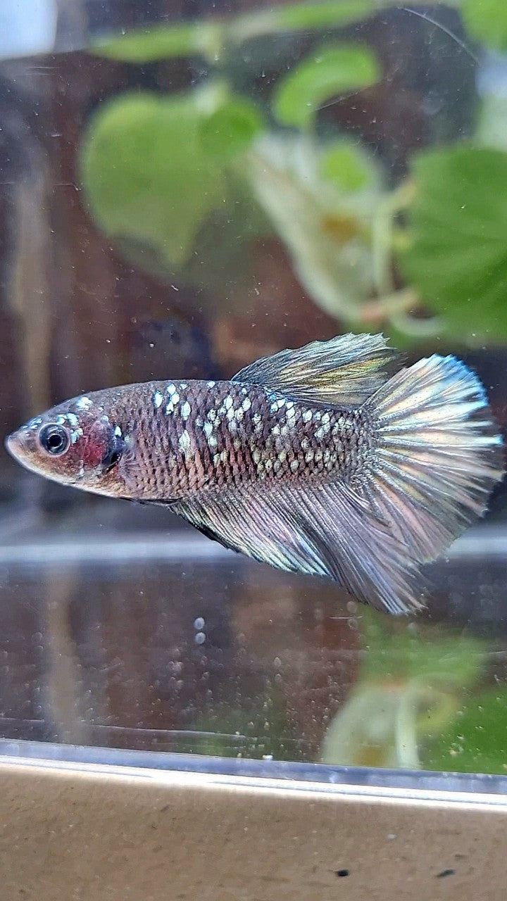FEMALE HALFMOON BLACK GALAXY AVATAR COPPER BETTA FISH
