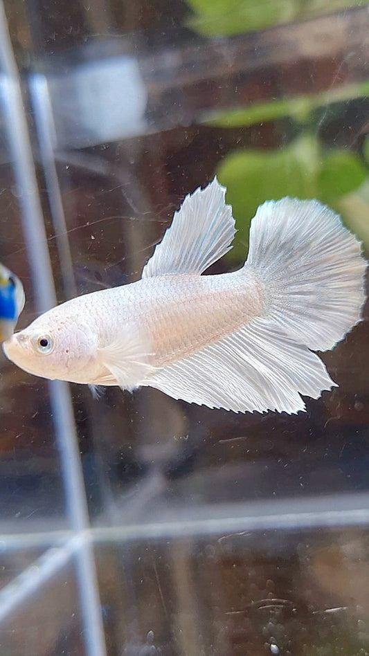 FEMALE HALFMOON WHITE PLATINUM SOLID BETTA FISH