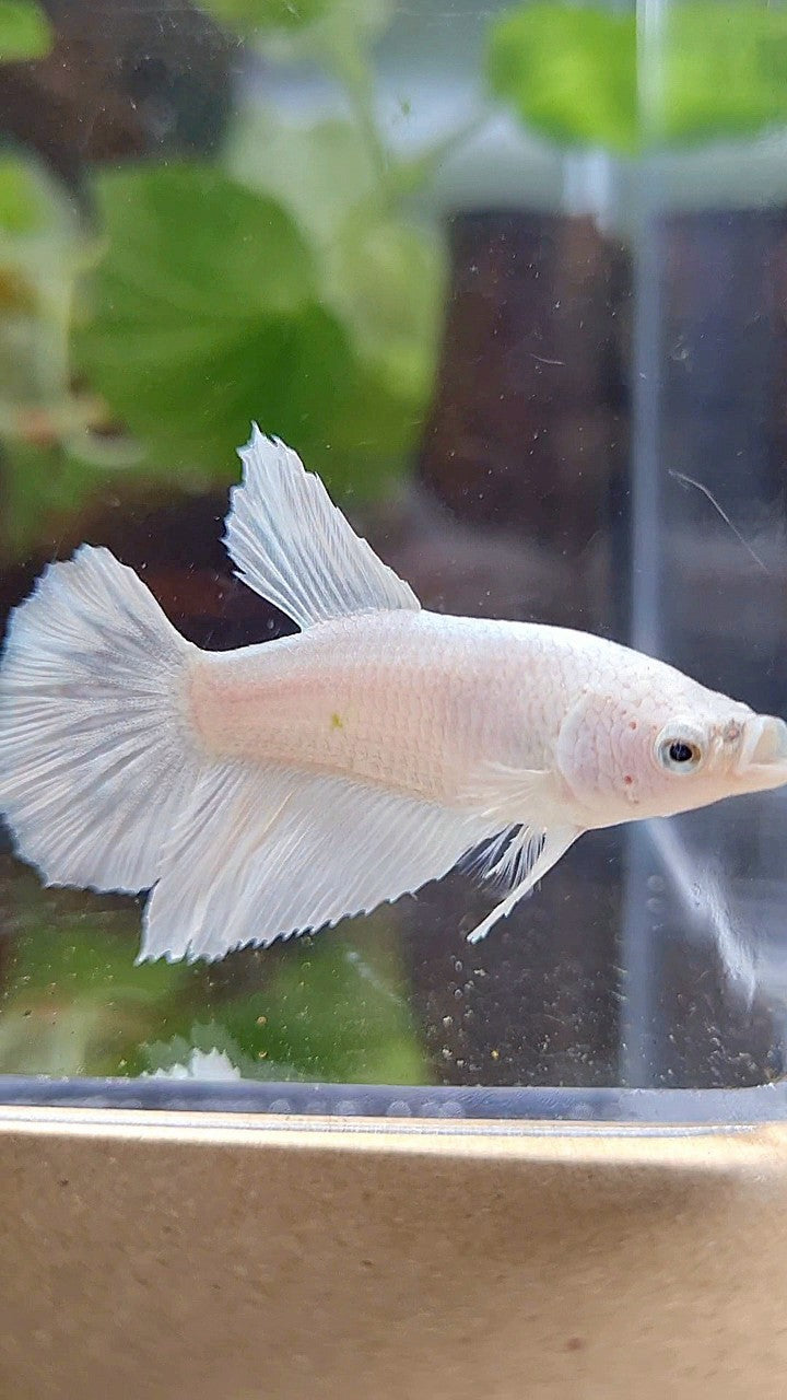 FEMALE HALFMOON WHITE PLATINUM SOLID BETTA FISH