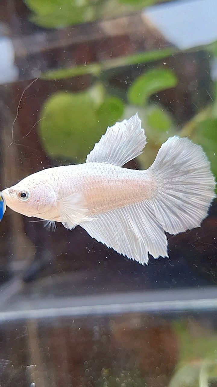 FEMALE HALFMOON WHITE PLATINUM SOLID BETTA FISH