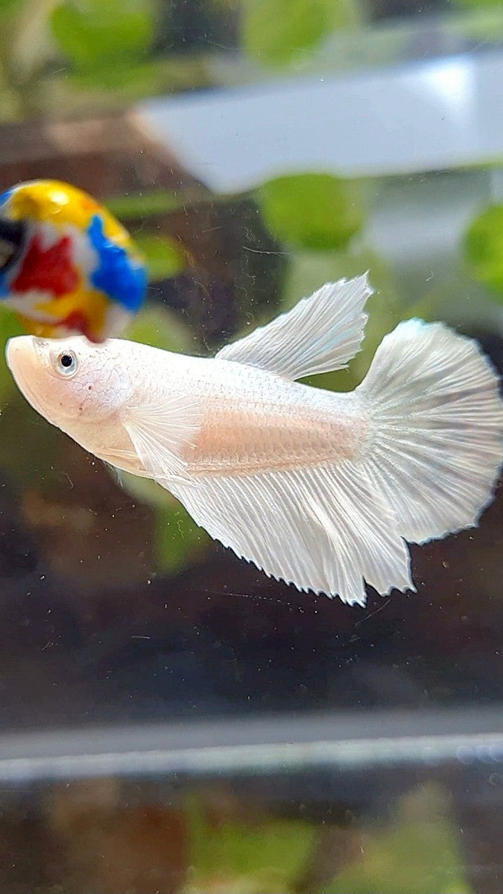 FEMALE HALFMOON WHITE PLATINUM SOLID BETTA FISH