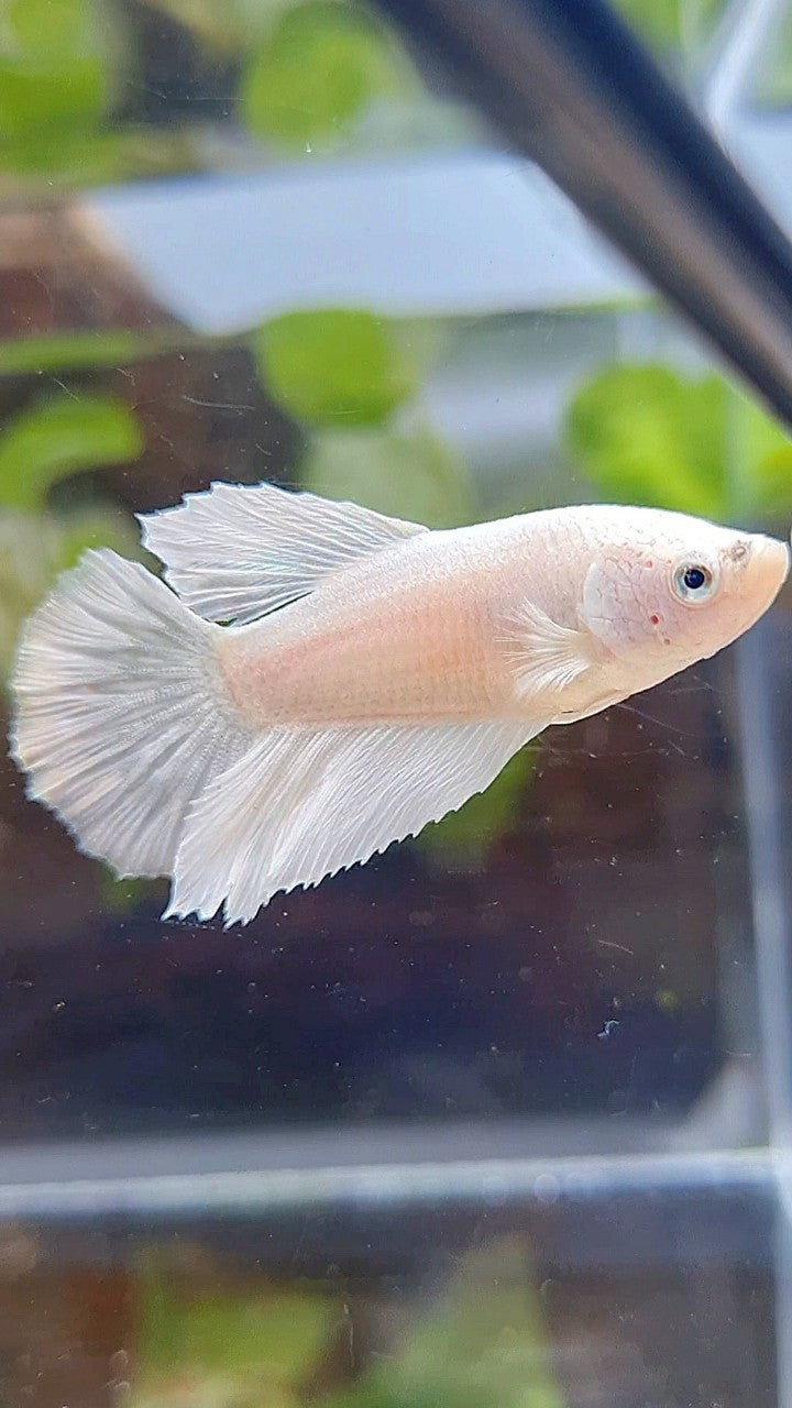 FEMALE HALFMOON WHITE PLATINUM SOLID BETTA FISH